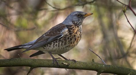 A Birdwatcher's Guide to 50 Amazing Species of Irish Birds: Where to ...
