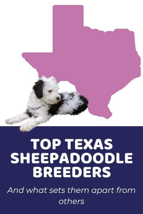 Sheepadoodle Size Charts: Toy, Mini, Medium & Standard Sheepadoodles