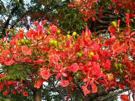 50 Semillas Delonix Regia flamboyán O Tabachín Toto Meses sin intereses