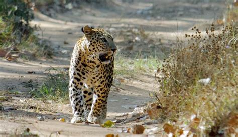 What are the major predators of Tarangire National Park