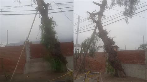 Lima La Molina La Molina árbol a punto de caerse pone en peligro a