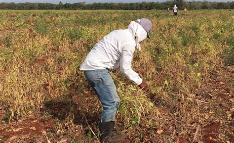 Inicia La Cosecha De Frijol Jamapa Producto De Las Semillas Entregadas