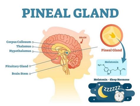 Kelenjar Pineal Pengertian Fungsi Struktur Cara Kerja