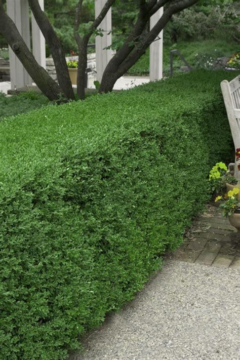 Wintergreen Boxwood Wilson Bros Gardens Free Shipping