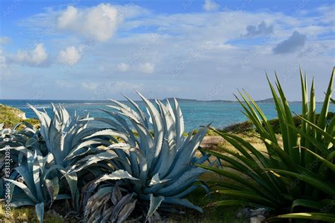 Caribbean Landscape Antigua Island Coastal Water Beach Coast Stock ...