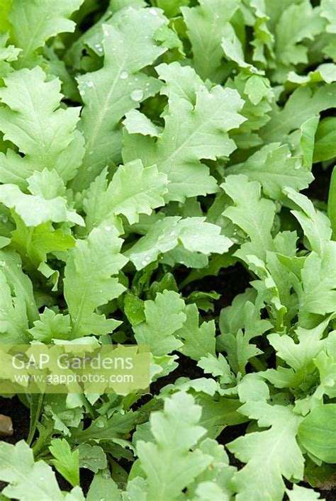 Gap Gardens Papaver Somniferum Opium Poppy Seedlings Cutting Garden