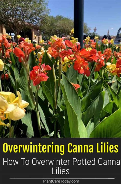 Overwintering Canna Lilies In Pots How To Overwinter Cannas