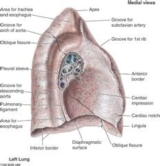 Left Lung Lingula