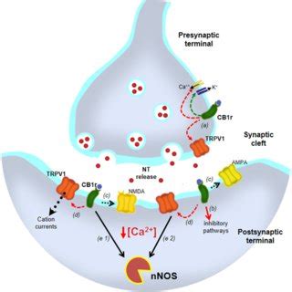 Schematic Representation Of Cannabinoid Signalling In Hippocampal