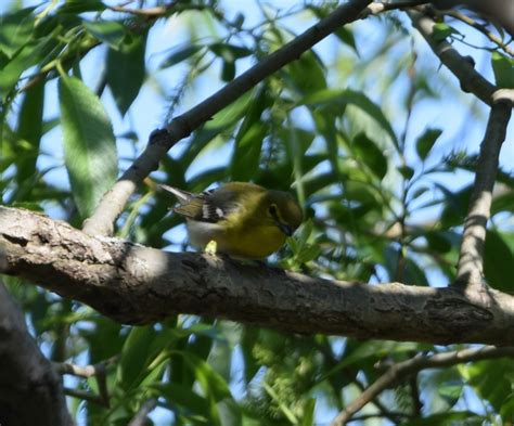 eBird Checklist 26 May 2023 Rg des Côtes secteur boisé 23 species