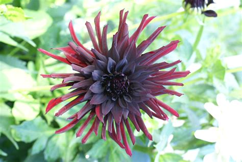 Medium Blooms - Black Narcissus - Precious Gem Dahlia Farm