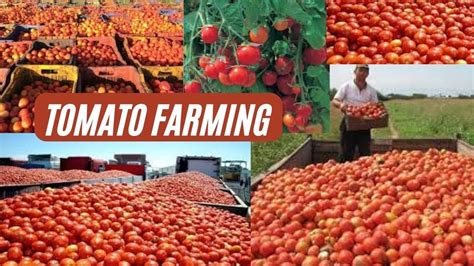 टोमॅटोची शेती L Tomato Farming L शेतीत होईल भरघोस उत्पन्न व बक्कळ नफा🍅 Youtube