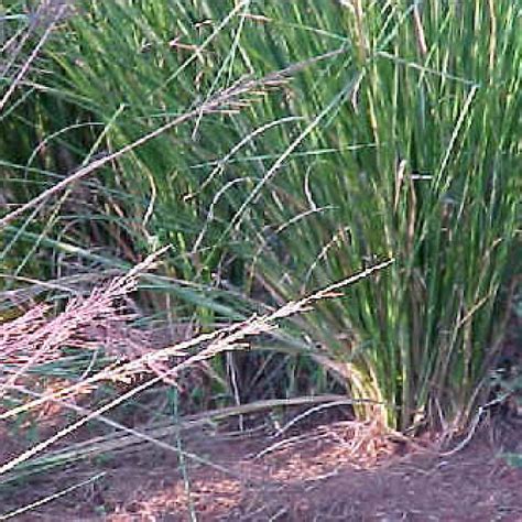 Vetiveria Zizanioides Common Name