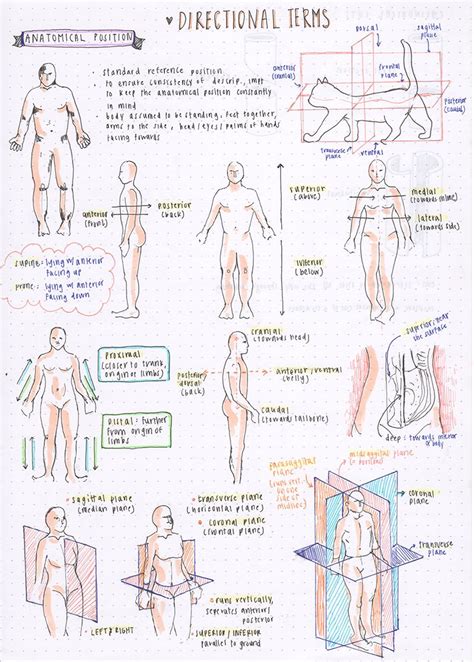 Blank Printable Anatomical Position