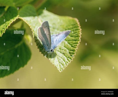 Holly Blue Butterfly Stock Photo - Alamy