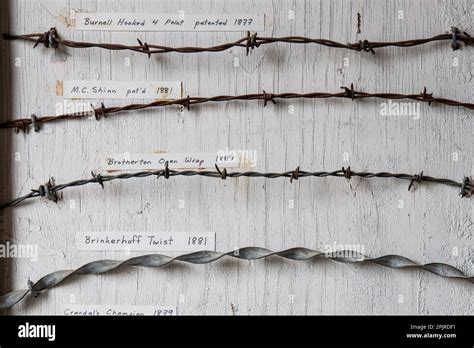 A Mounted Display Of Different Antique Barbed Wire Fencing Varieties