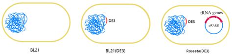 Comparison Of Bl21de3 And Rosetta Strains By Kmd Bioscience Medium