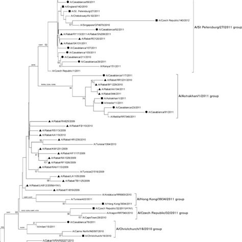 Phylogenic Relationship Of Ha Subunit Of The Hemagglutinin Of Moroccan