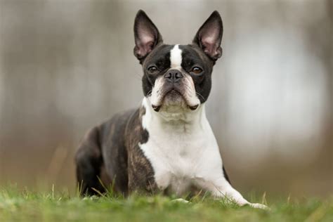 Boston Terrier Training Method, Session and Schedule