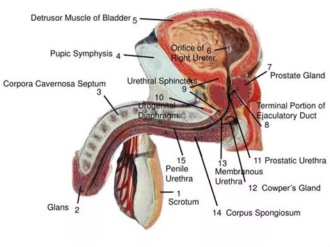 Ppt Scrotum Powerpoint Presentation Free Download Id 2403763