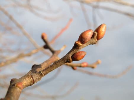 Bildet Tre Natur Skog Gren Anlegg Sollys Blad Blomst Stamme