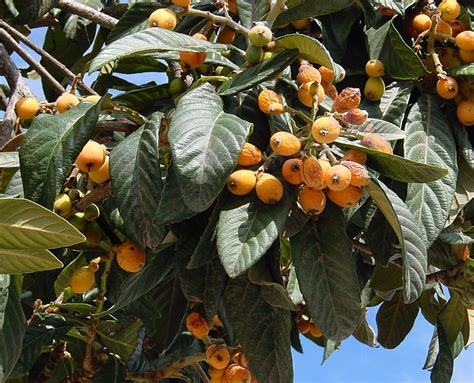 Eriobotrya japonica (Japanese Medlar, Japanese Plum, Loquat) | North Carolina Extension Gardener ...