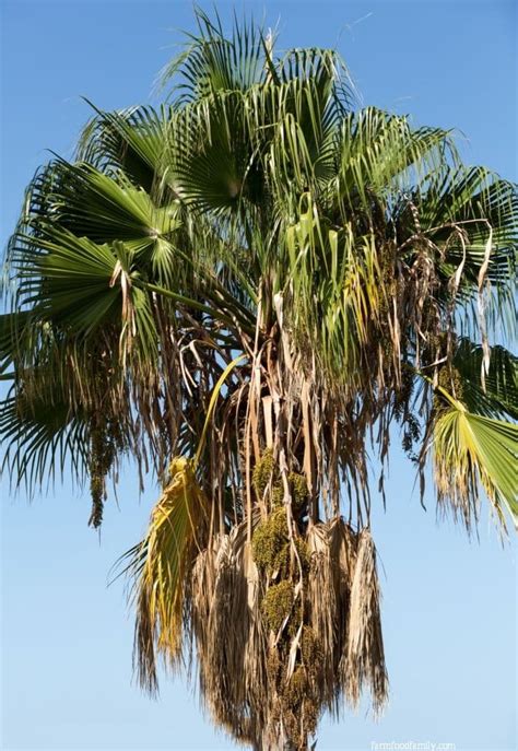 Types Of Palm Trees In Florida With Pictures Identification