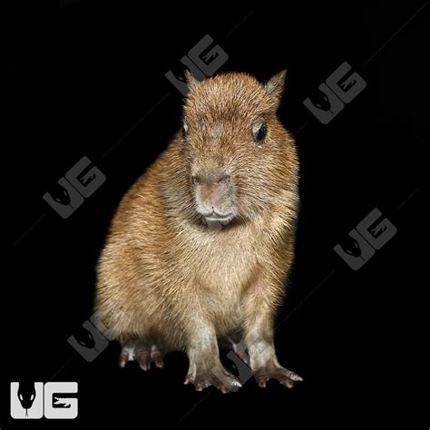 Baby Capybara - Underground Reptiles