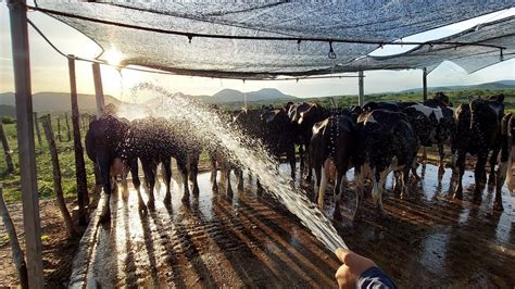 Mostrando Nossa Sala De Ordenha Simples Que Funciona Fazenda