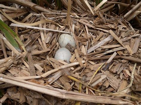 American Bittern Nest by Winnebago Conservation Photography, via Flickr ...