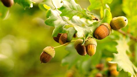 The Real Reason You Should Start Eating Acorns