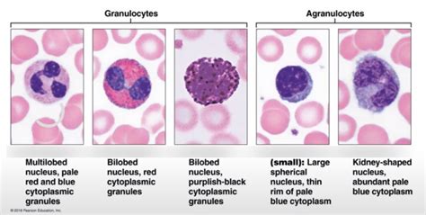 Immune Cells Diagram Quizlet