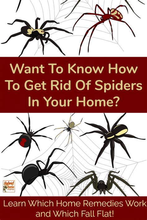 How Do You Get Rid Of Spiders In Your Home You Want Them Gone Forever Right Believe It Or Not