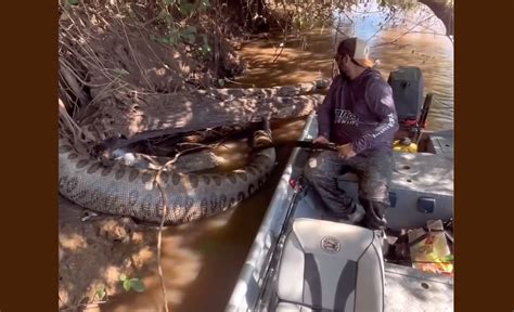 Sucuri Ana J Lia Pescadores Encontram Mais Uma Sucuri Enorme Morta