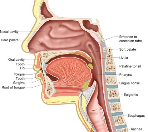 Inside Of A Mouth Diagram