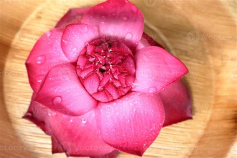 Very nice lotus flower on a nice wicker pot. Lotus flower top view 11913120 Stock Photo at Vecteezy