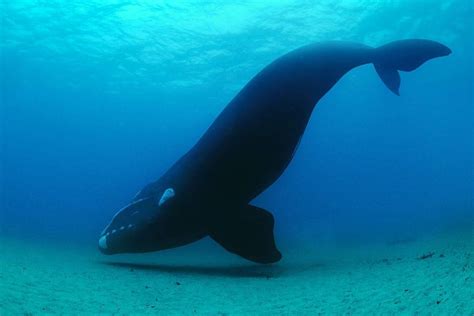 La Baleine Franche Noire Biscaye Atlantique Nord The Lost Cetacean