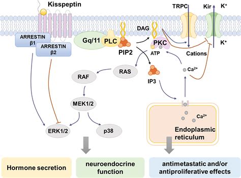 Frontiers The Role Of Kisspeptin In The Control Of The Hypothalamic