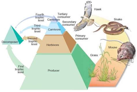 The Lowest Trophic Level In An Ecosystem