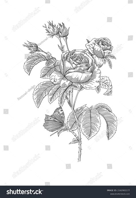 Rose Flower Outline Drawing Illustration Stock Illustration 2162902177 ...