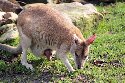 50 Hình Nền Chuột Túi Kangaroo đẹp Và Dễ Thương