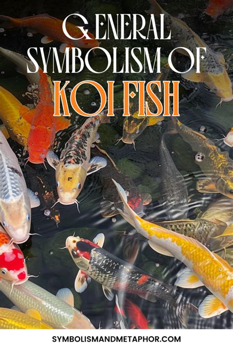 Koi Fish Symbolism 12 Top Symbols