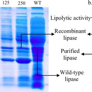 A Sds Page And B Zymogram Of Insoluble Protein Pellet Of Emp D