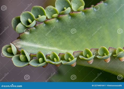 Detalles De Las Hojas De Una Planta De Crasul Ceo Foto De Archivo