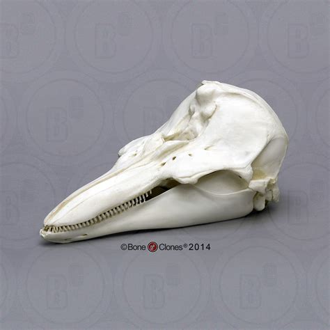 Harbor Porpoise Skull - Bone Clones - Osteological Reproductions