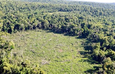 C Mo Est N Los Bosques En Paraguay Nacionales Abc Color