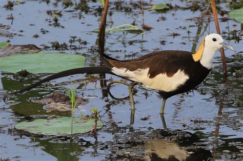 Pheasant Tailed Jacana By Richard Collier Birdguides