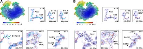 High Resolution Features In The Cryo Em Maps Obtained For The Human