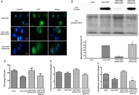 Expression And Silencing Of The Gfp Gene In Macrophages Derived From