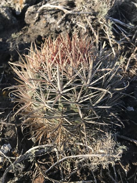 Ferocactus Fordii Borealis In February 2020 By Rafael Paredes